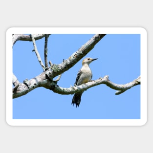 Golden-fronted Woodpecker Out On A Limb Sticker